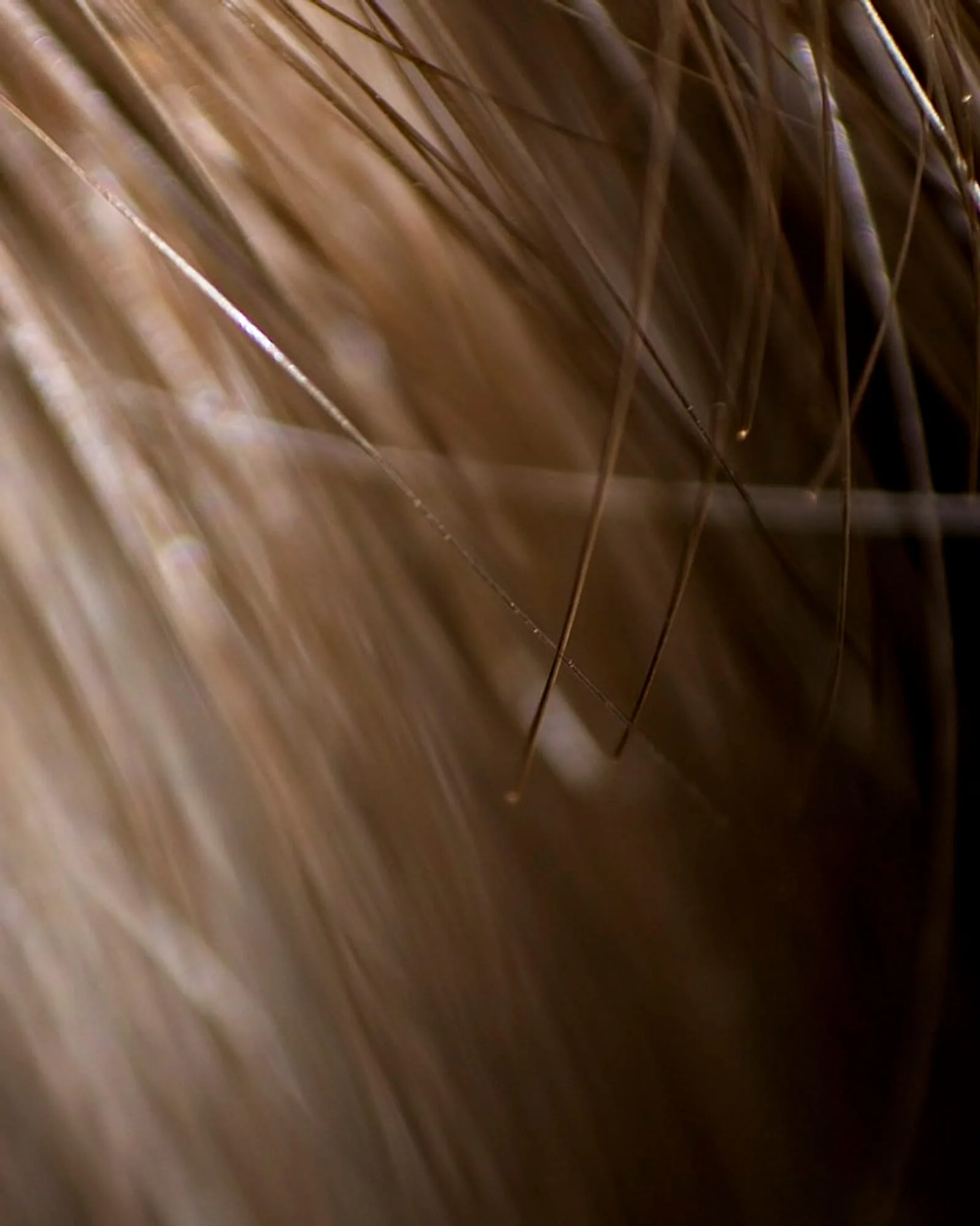 Hair Health